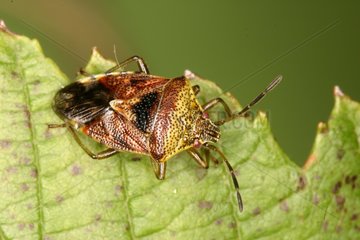Parent bug adult on a leaf Belgium
