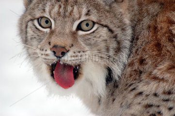 Young boreal Lynx drawing the tongue Area of Orsa