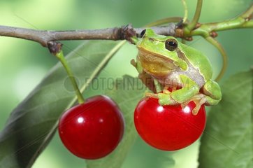 Tree frog on a cherry France