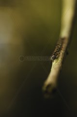 Caterpillar growing on a twig in a forest France