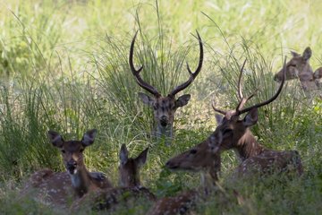 Axis deers laying on grass Kanha National Park India