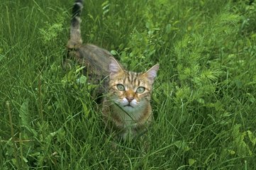 Grey Cat with green eyes in grass