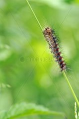 Gypsy moth caterpillar Marsh Chauffour on Veil Limousin