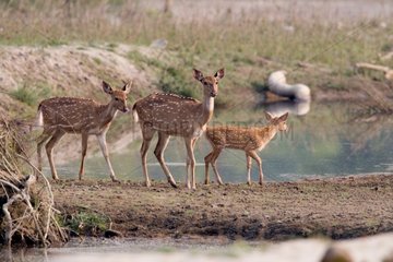 Axis deer and young at the edge of water Royal Bardia Nepal