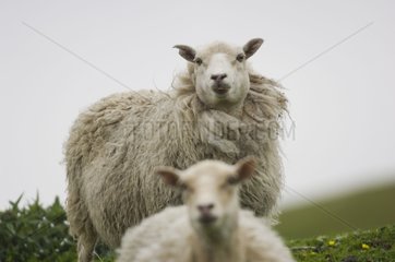 Lambs portrait Shetland Scotland