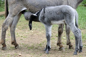 One day ass's foal sucking its mother Cevennes France