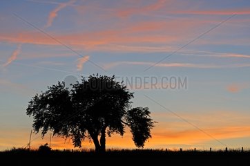 Silhouette of a fruit tree at sunset in the Doubs France