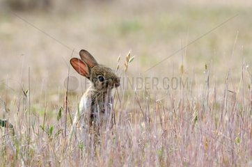 European rabbit eating grass France