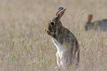 European rabbit grooming France