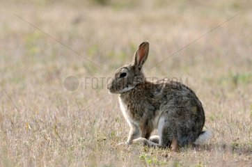 European rabbit resting France