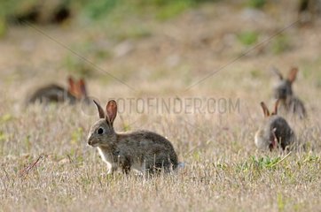Group of European rabbits France