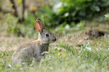 European rabbit France