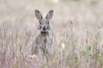 European rabbit careful around France