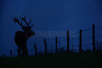Red Deer (Cervus elaphus)male near a fence at night  Ardennes  Belgium