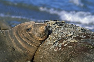 Eléphant de mer du Nord femelle au repos Mexique
