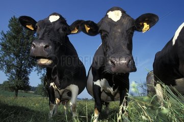 Portrait of curious Cows Prim' Holstein in pre