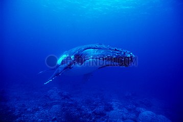 Humpback whale island Rurutu Austral French Polynesia