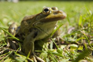 Green Frog on grass France