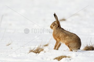 European hare standing in snow Great Britain