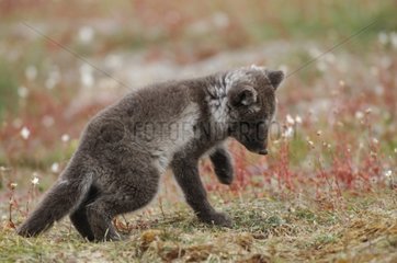 Arctic fox cub waiting for its brother at burrow's entry