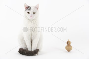 Portrait of Domestic Cat with its top in a house