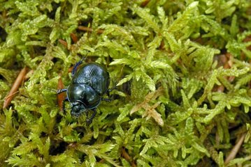 Dung-beetle going in the grass France