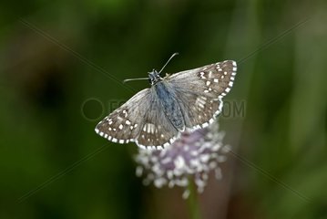 Grizzled Skipper on a flower France