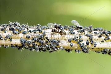 Breeds of aphids by black ants France