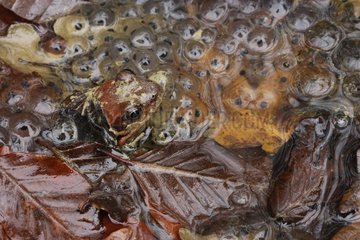 Europäischer Frosch und Eier in einem Teichspanien