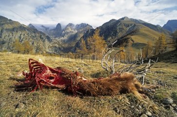 Sheep killed by wolves PN Mercantour France