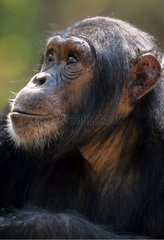 Eastern common chimpanzee Gombe NP Tanzania