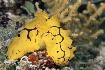 Black yellow Nudibranch Great Barrier Reef Australia