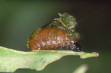 Lily Beetle larva camouflaged with mucus and excrements