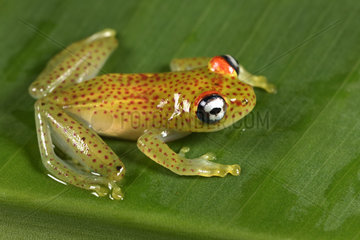 Red-spotted treefrog (Boophis tasymena)  Andasibe  Perinet  Alaotra-Mangoro Region  Madagascar