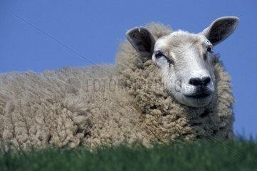 Portrait of a Sheep laid down in the grass Holland