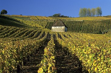 Vignobles de Château Chalon dans le Jura France