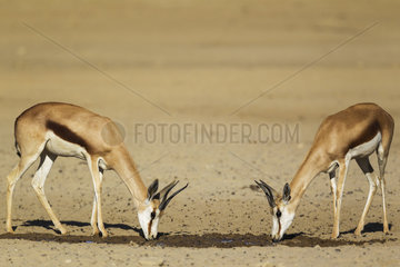 Springbok (Antidorcas marsupialis). 2 Females  drinking at a waterhole. Kalahari Desert  Kgalagadi Transfrontier Park  South Africa.