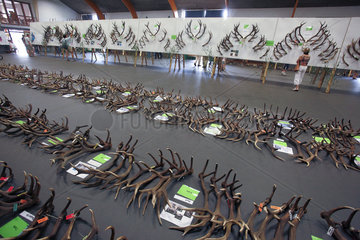 Red Deer (Cervus elaphus)  antlers collection presented in the Saint-Hubert Massif  Ardenne  Belgium