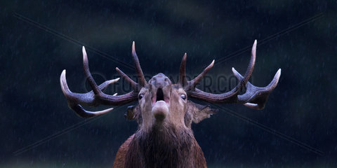 Red Deer (Cervus elaphus) male bellowing in the rain  Ardennes  Belgium