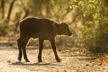 African Buffalo (Syncerus Caffer) calf  Kruger national park  South Africa