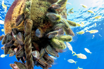 Close view of a Goose barnacles (Lepas anatifera) colony on a anchor line buoy  Tahiti  French Polynesia