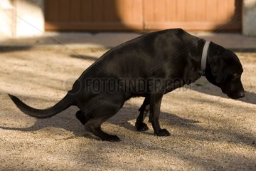 Black dog urinating in front of a house
