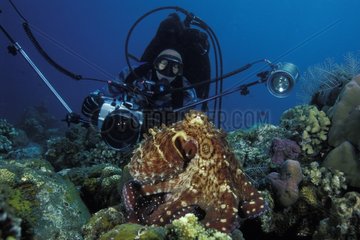 Animal photographer observing an indo pacific day octopus