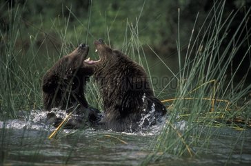 Combat d'ours brun des Pyrénées dans l'eau Espagne