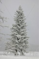 Spruce covered with snow in winter Carpathes Slovakia