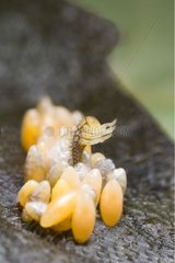 Hatching eggs and larvae of ladybird France