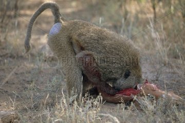 Baboon eating a impala stolen to a leopard in Kenya