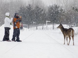 Persons taking pictures of a White-tailed deer in the snow