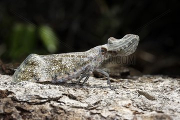 Portrait of an Alligator bug Bolivia Peru