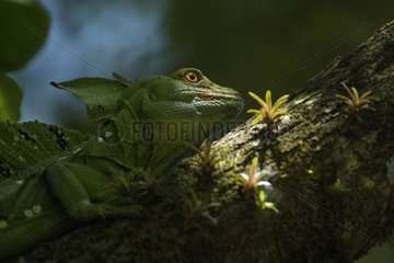 Male Green Basiisk camouflaged on a tree branch Costa Rica